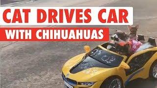 Cat Drives Chihuahuas Around In Tiny Car