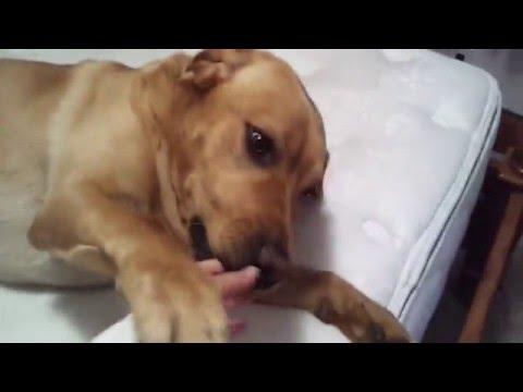 Dog Hates Waking Up