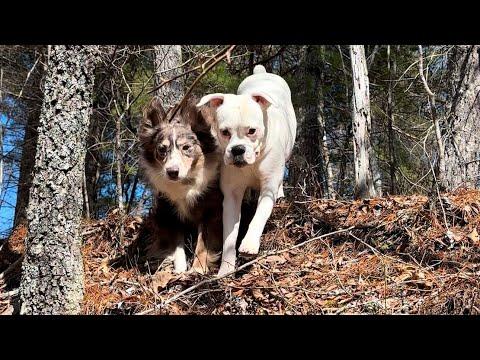 Homeward Bound (Layla and Luna’s version) #Video