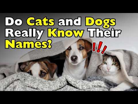 How Do Cats and Dogs Recognize Their Names? #Video