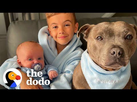Pittie Teaches Little Human Important Lessons On How To Be A Big Brother #Video