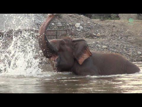 Dao Thong Healing Moment In The River Tang - ElephantNews #Video