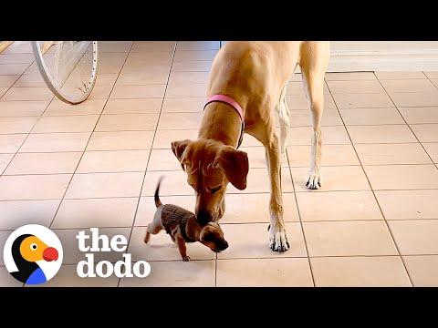 Tiny Puppy Moves In With Enormous Great Dane #Video