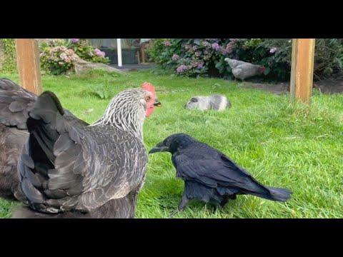 Kobus the chickenfriend #Video