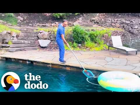 Doctor Jumps Into Action After Seeing Someone Struggling In His Pool #Video