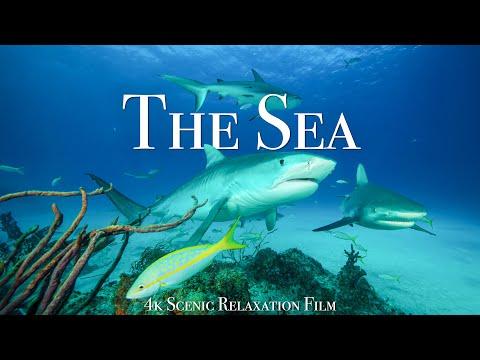 Under The Sea 4K - Scenic Wildlife Film With Calming Music #Video
