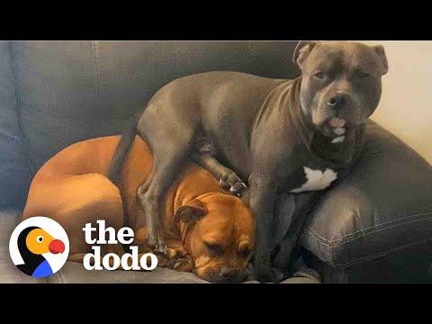 Rowdy Puppy Becomes Best Foster Brother  #Video