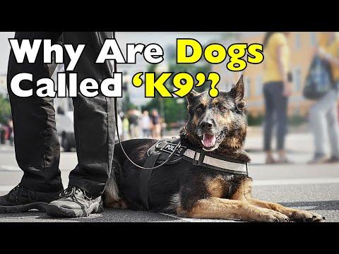 Why We Call Them ‘K9’: The Surprising Origin Revealed #Video