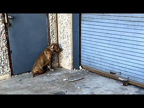 Lonely street dog's moving reaction to rescue #Video