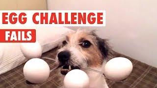 Dog Egg Challenge Fails