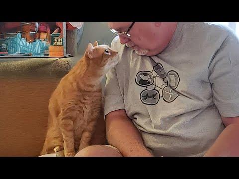When you own the SWEETEST Affectionate Cat in the world #Video