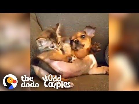 These Cats Are Dog People | The Dodo Odd Couples
