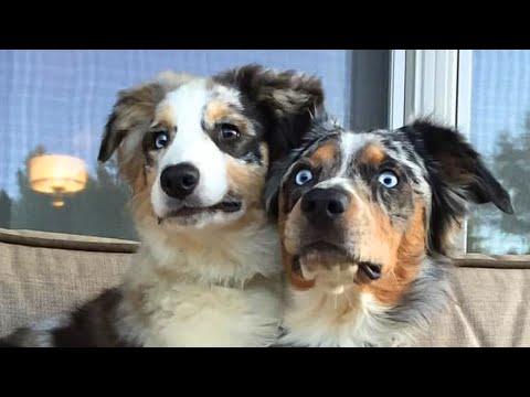 Funny Dogs Doing Cute Things - Funny Animal Reactions #Video