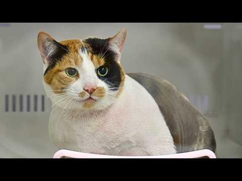 100% Certified Chonk #Video
