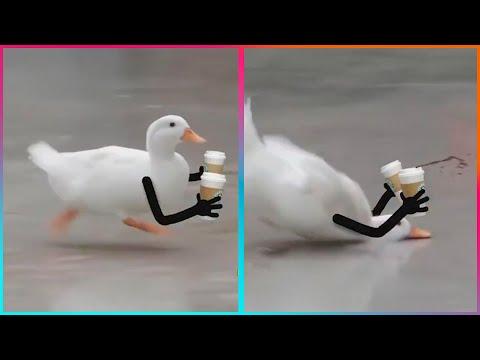 More Birds with Arms being the Funniest Thing Ever #Video