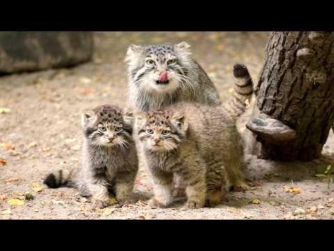 Two Pallas's cat kittens were born to Lolo! The cutest fluffy troublemakers at Novosibirsk Zoo! #Vid