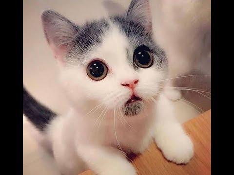 Charmingly cute kittens cats #Video