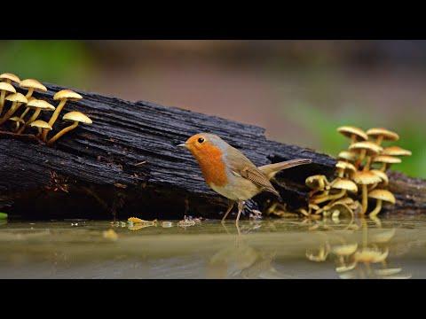 Birds and Mushrooms Video 4K