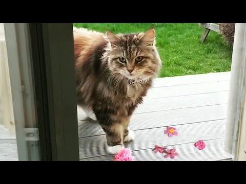 When your cat brings home a gift #Video