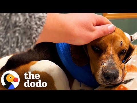 Woman Finds The Saddest Beagle On The Side Of The Road  #Video