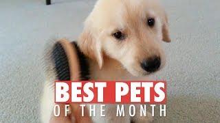Best Pets of the Month | February 2018