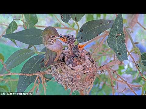 Lily Feeding her Baby Hummingbird Chicks 12 & 13 Days Old #Video
