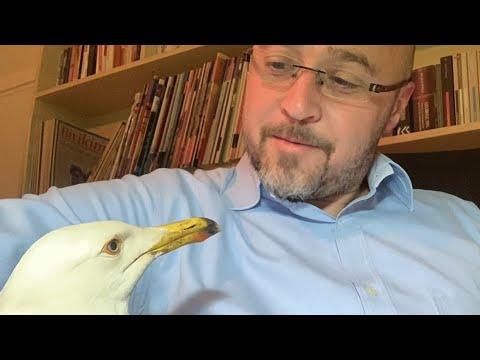 40 seagulls couldn't fly. So naturally, this man adopted them. #Video