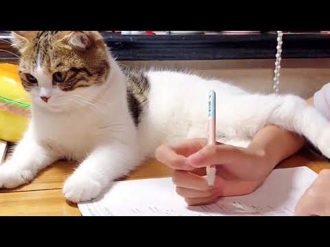 Clingy Cats Distracting Human From Doing Home Work Video