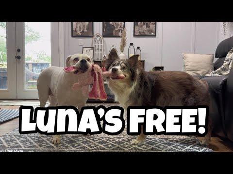 Luna gets FREED from her pen! #Video