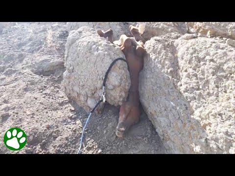 Wild horse rescued from peculiar position #Video