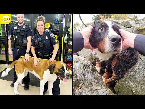 Greatest Animal Rescues On The Internet | YOUR Daily Dose of Pets #Video