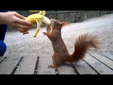Hungry Squirrel Eating Banana Video