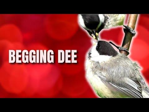 Begging Dee Call Explained | Black-capped Chickadee Calls and Sounds #Video