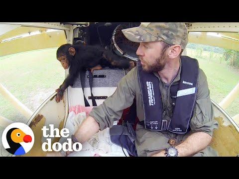 Baby Chimp Sits In Guy's Lap While They Fly To Safety #Video