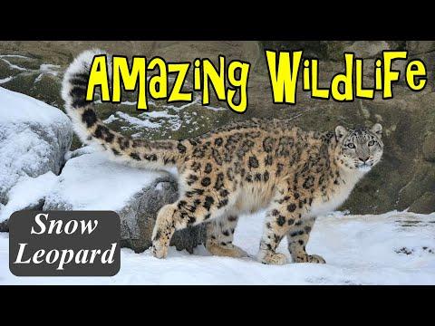 Amazing Wildlife Photographs Snow Leopard #Video