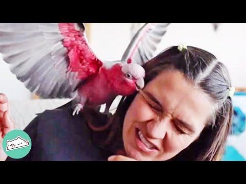 Cockatoo Makes Girl's Life.. Until She Takes Him on Adventures #Video