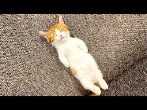 Persian Kittens Are Too Cute - Cute Persian Kitten Videos #Video