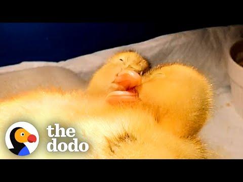 Baby Ducks Spoon While They Sleep #Video