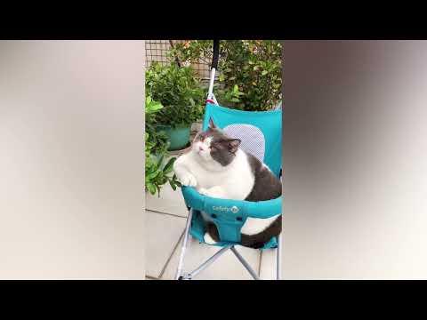 Fat Cat Struggles To Squeeze Into Baby Stroller #Video