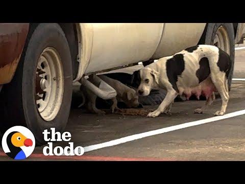 Woman Finds A Stray Pittie And Her Puppy In Freezing Cold #Video