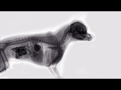 X-Ray of a Dog Eating Food. Your Daily Dose Of Internet. #Video