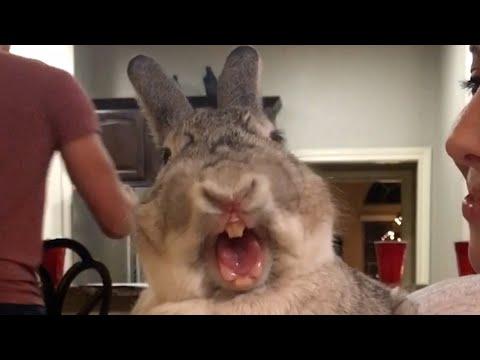 The Giant Rabbit #Video