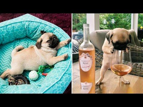 AWW SOO Cute and Funny Pug Puppies - Funniest Pug Ever #12