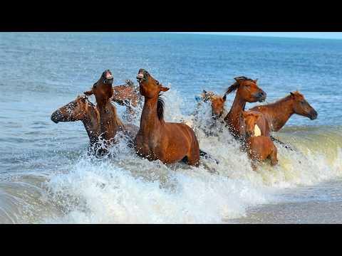 Hilarious Animals Can't Help Themselves Meeting Water for the First Time #Video
