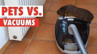 Pets vs. Vacuums | Funny Pet Video Compilation 2018