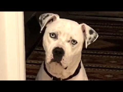 Shelter dog gets adopted. Then comes the heartbreak. #Video