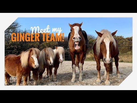 We have a new Draft horse! Meet my Ginger Team #Video