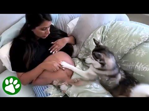 Dog follows pregnant mom everywhere #Video