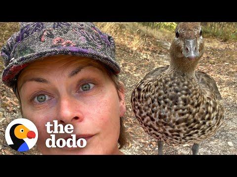 So Many Ducks Move Into Woman's House And Take Over  #Video