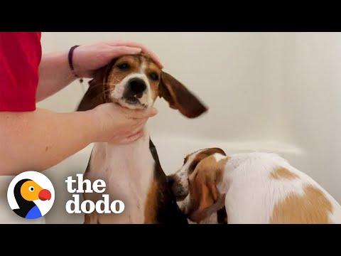 Foster Mom Works Up A Sweat Giving Hound Puppies A Bath #Video